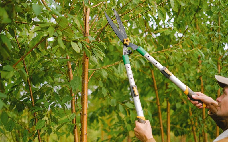 Tree trimming in Yadkinville, NC
